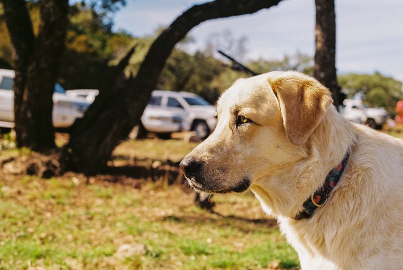 02_dog.jpg