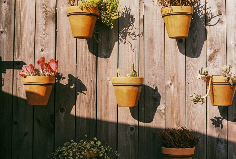 12_plants.jpg