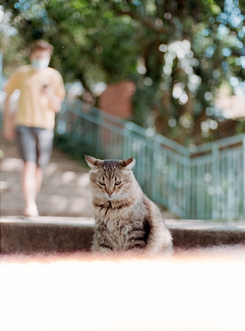 19_cat.jpg